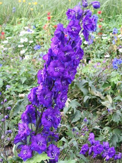 Rittersporn 'Black Knight' - Delphinium cultorum Pacific 'Black Knight'