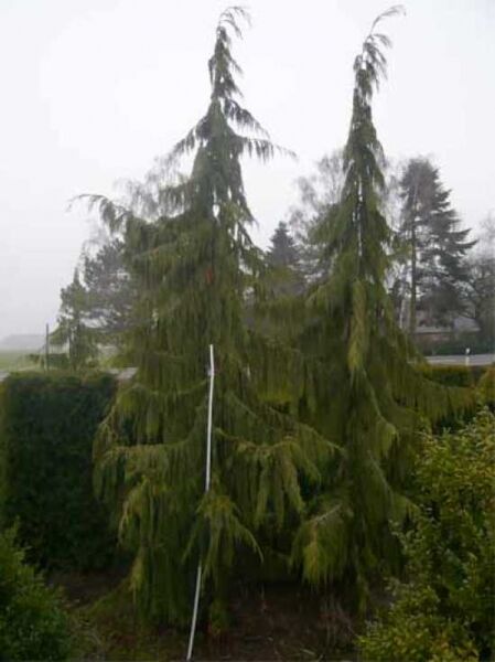 Hänge-Nootkazypresse (Chamaecyparis nootkatensis 'Pendula'), schlanker Baum mit hängenden, grünen Zweigen, 350–400 cm m. Db.