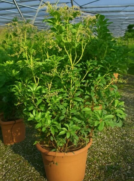 Pieris japonica 'Forest Flame', Japanische Lavendelheide 'Forest Flame' 50–60 cm C10, im Topf mit grünem Laub und Knospenständen