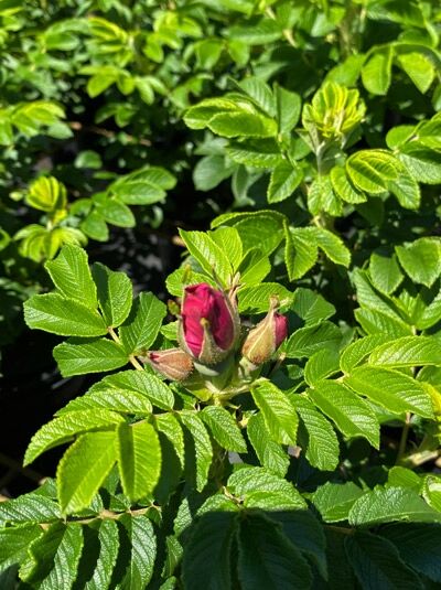 Rosa 'Moje Hammarberg' / Strauchrose 'Moje Hammarberg' mit grünen, gefiederten Blättern und rosa Knospen am Trieb