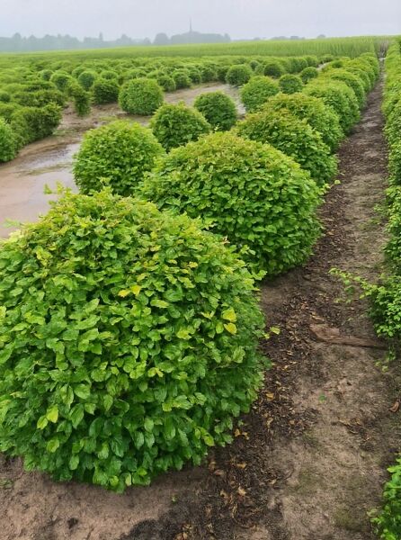 Fagus sylvatica „Kugel“ (Rotbuche) 100–120 cm m. Db., kugelförmig geschnittene Pflanzen im Baumschulquartier.