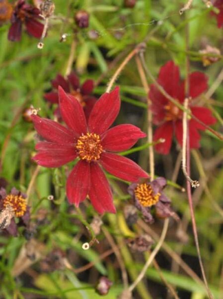 Coreopsis rosea 'Limerock Ruby ' / Garten-Schönauge