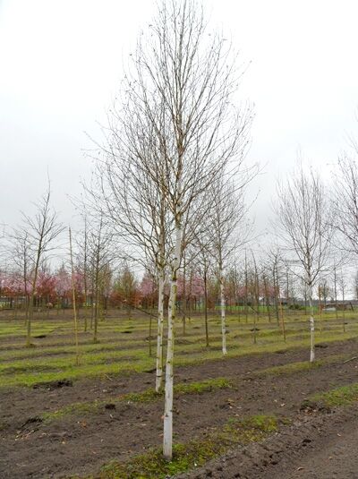 Weißrindige Himalaja-Birke (Betula utilis jacquemontii) Hochstamm 25-30 StU, mehrstämmiger Baum mit weißer Rinde, ohne Laub.