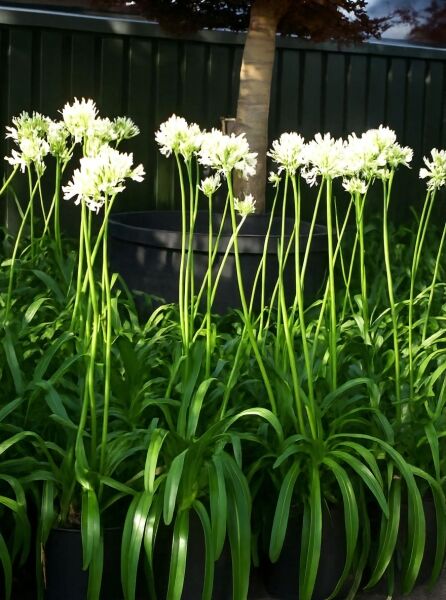 Schmucklilie Agapanthus umbellatus 'Albus' C12 mit weißen Blütenkugeln an langen Stielen und schmalen grünen Blättern