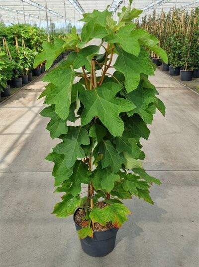 Hydrangea quercifolia (Eichblättrige Hortensie) 50–60 cm C10 im Topf, aufrechter Strauch mit großen, eichenblattähnlichen Blättern