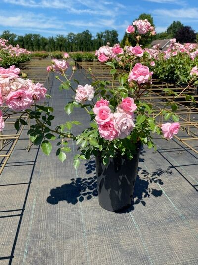 Rosa 'Bonica 82 ®' / Beetrose 'Bonica 82' A-Qualität C3 im Topf mit rosa Blüten und grünem Laub.