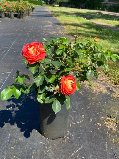 Bodendeckerrose Rosa 'Bienenweide ® mango' C3 im Topf mit orangefarbenen Blüten und grünem Laub