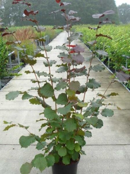 Corylus avellana 'Rote Zellernuss', Rotblättrige Zellernuss, Strauch im Topf, 150–175 cm, C20, grün- bis rotbraunes Laub