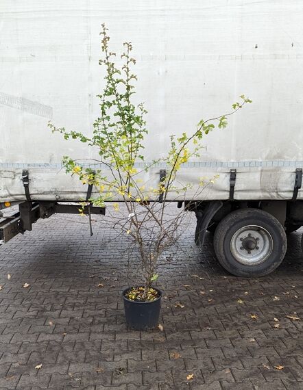 Crataegus monogyna, Eingriffeliger Weißdorn 175-200 cm C20, mehrstämmiger Strauch im schwarzen Container mit Laub und gelben Blättern.