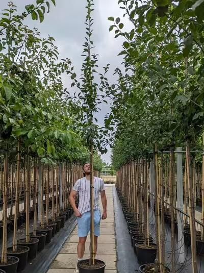 Prunus domestica 'Wangenheims Frühzwetschge' / Wangenheims Frühzwetschge Hochstamm 8-10 StU im Container als Baum im Topf