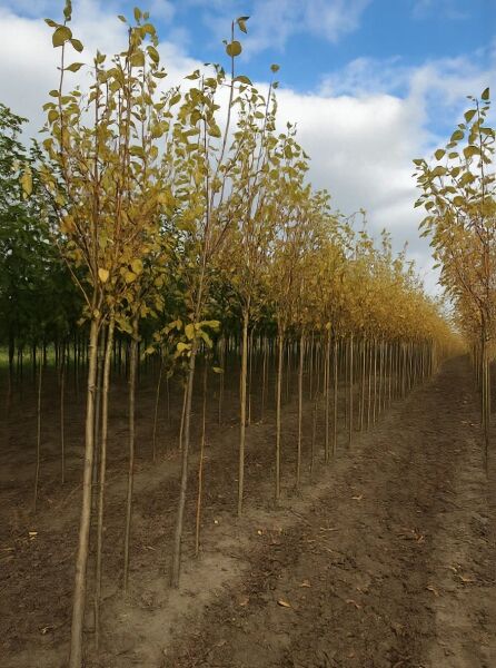 Gold-Erle Hochstamm (Alnus incana 'Aurea') 8-10 StU m. B., Reihe junger Bäume mit gelbgrünem Laub im Feldanbau