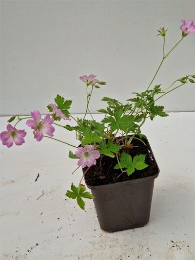 Geranium versicolor (Veränderlicher Storchschnabel) P9 im Topf mit grünen Blättern und rosa Blüten.