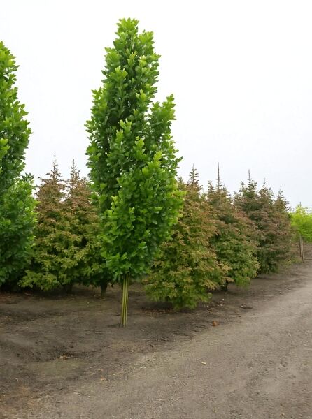 Säulen-Tulpenbaum Liriodendron tulipifera 'Fastigiatum', schlanker, aufrechter Baum mit dichtem grünen Laub, 500–600 cm m. Db.