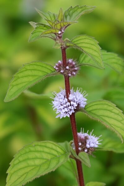 Ginger Minze 'Ginger' / Ginger Minze 'Ginger'