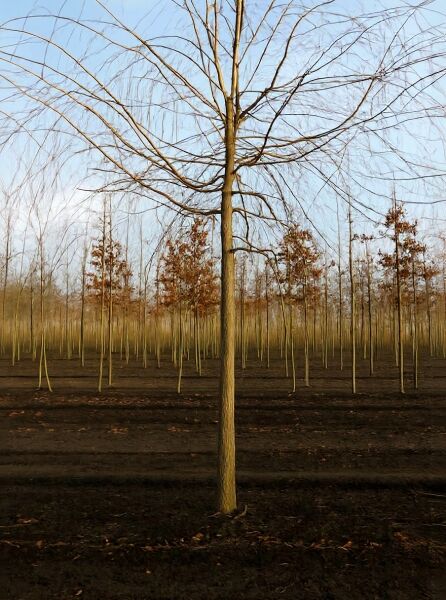 Salix alba 'Tristis' / Hänge-Weide, Trauer-Weide 'Tristis' Hochstamm 25-30 StU, laubloser Baum mit hängenden Zweigen