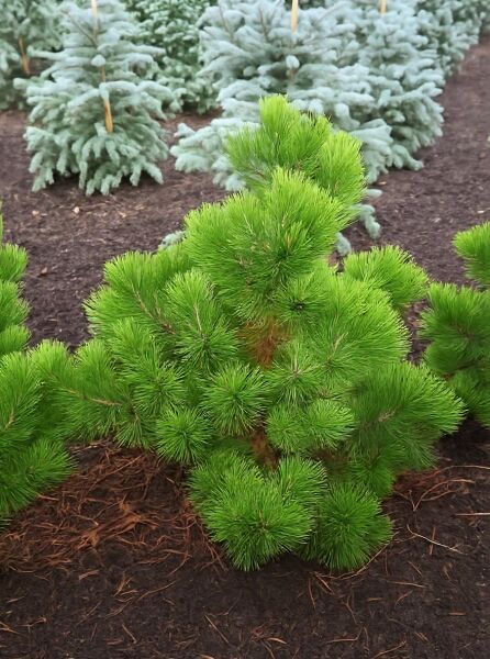Pinus heldreichii 'Horák' / Schlangenhaut-Kiefer 'Horák', 60-80 cm m. B., kompakter Nadelbaum mit dichten grünen Nadeln