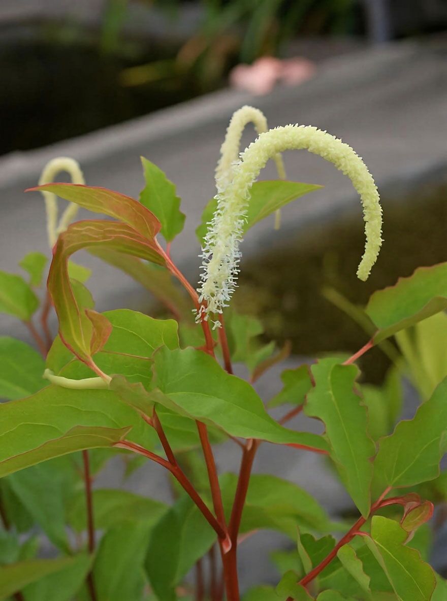 Saururus Cernuus (Molchschwanz) – Winterharte Teichpflanze, 9er Topf, Ca. 100 Cm Hoch