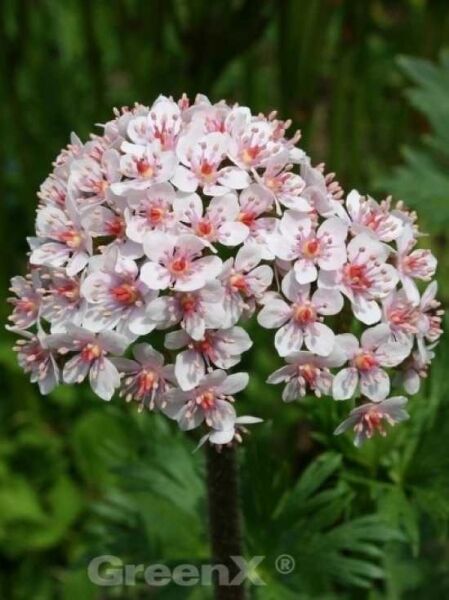 Schildblatt / Darmera peltata
