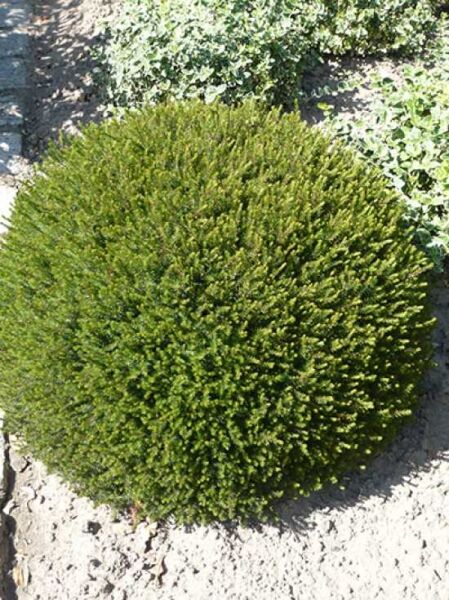 Picea omorika 'Karel' / serbische Kugelfichte 'Karel'