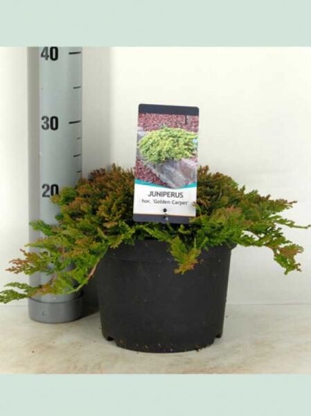 Juniperus squamata 'Golden Carpet' / Zwerg-Wacholder 'Golden Carpet' 30-40 cm (breit) im C10-Topf, flach wachsendes Nadelgehölz