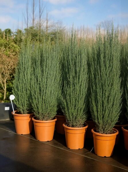 Juniperus scopulorum 'Skyrocket' (Raketen-Wacholder) im Topf, 150–175 cm, Container C25, schmal aufrecht wachsendes Nadelgehölz