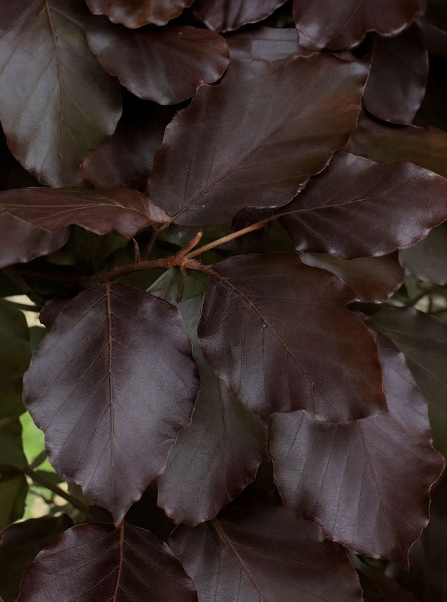 Blutbuche 'Purpurea Latifolia' - Fagus sylvatica 'Purpurea Latifolia'