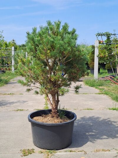 Silbergraue Zwerg-Kiefer 'Argentea Compacta' - Pinus sylvestris 'Argentea Compacta' (874778)