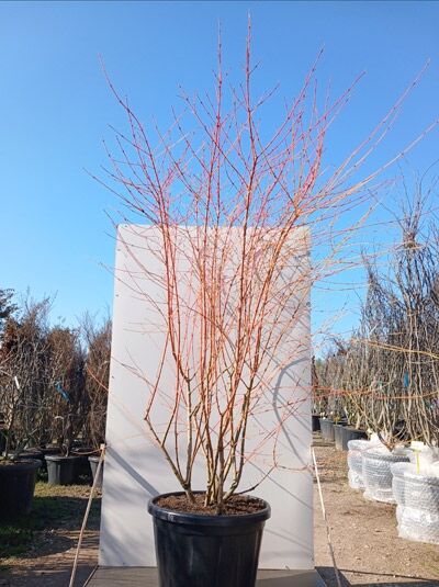 Buntrindiger Hartriegel 'Anny’s Winter Orange' / Cornus sanguinea 'Anny’s Winter Orange'
