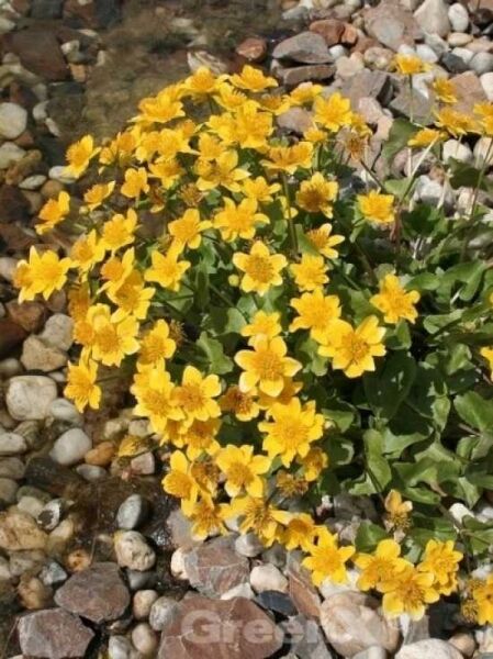Sumpfdotterblume / Caltha palustris / Caltha polypetala