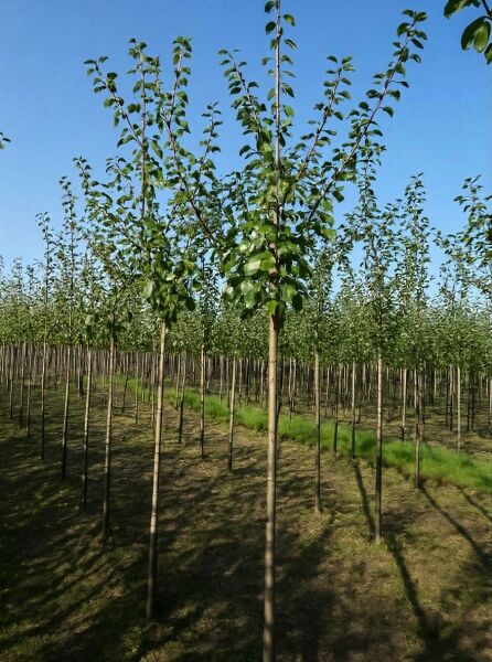 Prunus domestica 'Wangenheims Frühzwetschge' / Wangenheims Frühzwetschge Hochstamm 12-14 StU mit Drahtballen, belaubt