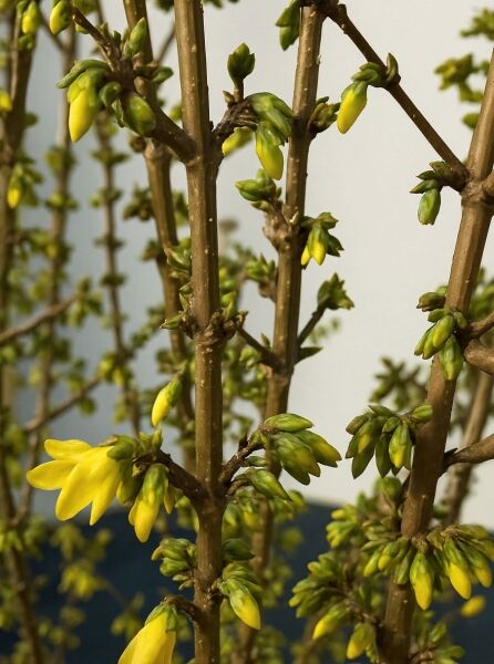 Forsythie (Forsythia x intermedia) 'Mikador'® mit gelben Blüten und Knospen an braunen Trieben.