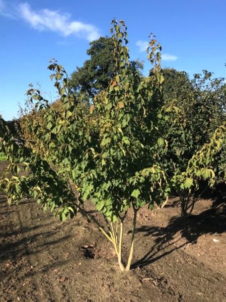 Acer rufinerve (Rostnerviger Ahorn) 250–300 cm, mehrstämmiger Baum mit grünem Laub im Freiland.