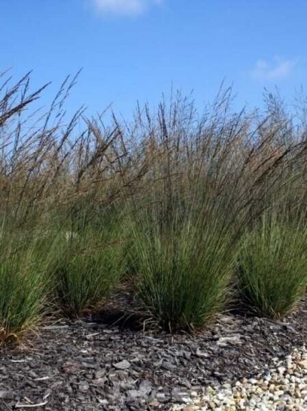 Moor-Pfeifengras 'Edith Dudszus' / Molinia caerulea 'Edith Dudszus'