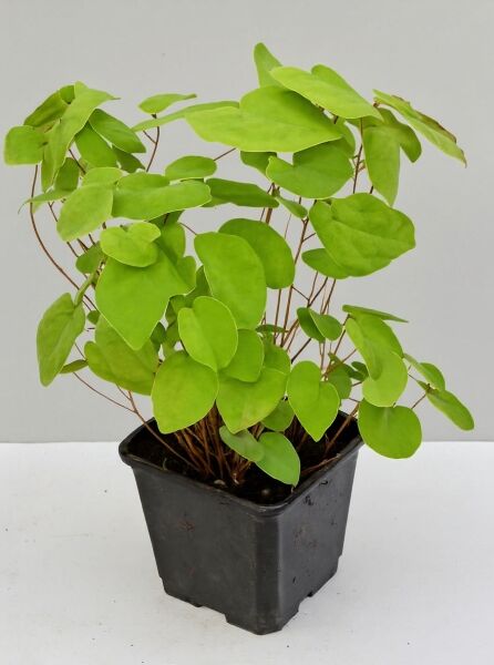 Polster-Elfenblume 'Niveum' (Epimedium youngianum 'Niveum') im P9-Topf, grüne herzförmige Blätter auf rötlichen Stielen