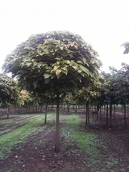 Kugel-Trompetenbaum (Catalpa bignonioides 'Nana') als Hochstamm mit kugeliger, dicht belaubter Krone in der Baumschule.
