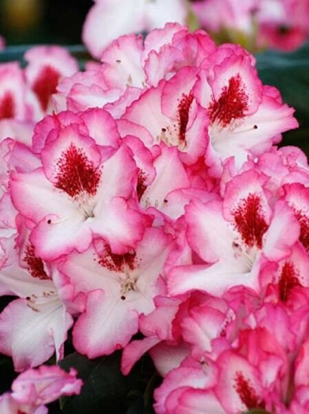 Rhododendron Hybride 'Hachmann's Charmant ®' / Rhododendron 'Hachmann's Charmant' mit weiß-rosa Blüten und roter Zeichnung