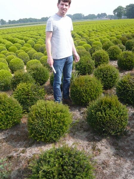 Taxus baccata 'Kugel' (Heimische Eibe) 40–50 cm mit Ballen, kugelförmiger Nadelgehölz-Strauch auf dem Feld