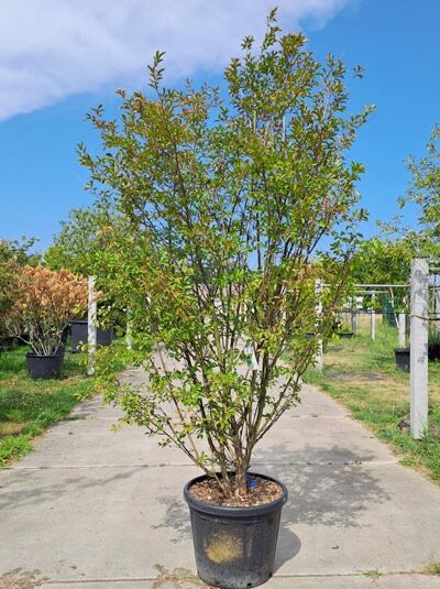Kreppmyrte / Kräuselmyrte 'Purple Star' mehrstämmig - Lagerstroemia indica 'Purple Star' (876153)