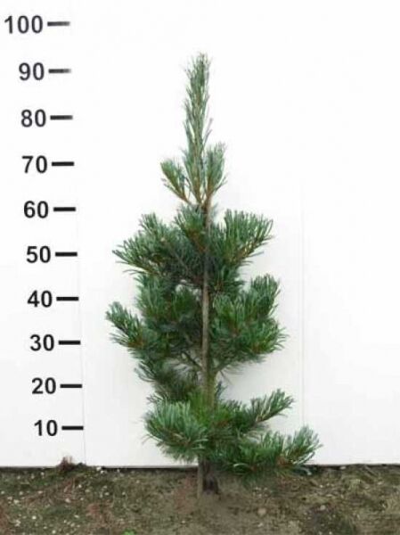 Pinus parviflora 'Glauca' / Blaue Mädchen-Kiefer, 80–100 cm, Ballenware; aufrechter Wuchs mit blaugrünen Nadeln