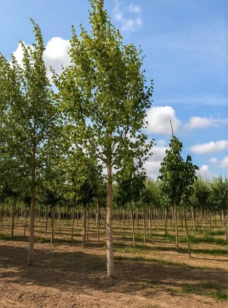 Papier-Birke (Betula papyrifera) Hochstamm 25-30 StU mit Drahtballen, gerader Stamm und grüne Krone im Feldbestand.