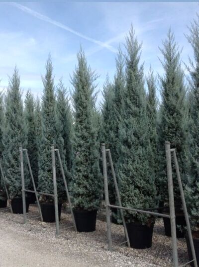 Blaue Arizona-Zypresse (Cupressus arizonica 'Glauca') 350–400 cm, C70 im Topf, aufrecht wachsend, blaugrünes Nadelkleid.