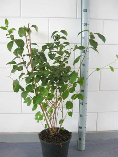 Großblütiger Pfeifenstrauch 'Virginal' (Philadelphus 'Virginal') im Topf, 60–80 cm, Container C5, belaubter Strauch mit Trieben