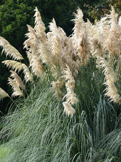 Cortaderia selloana 'Senior' / Silbernes Pampasgras