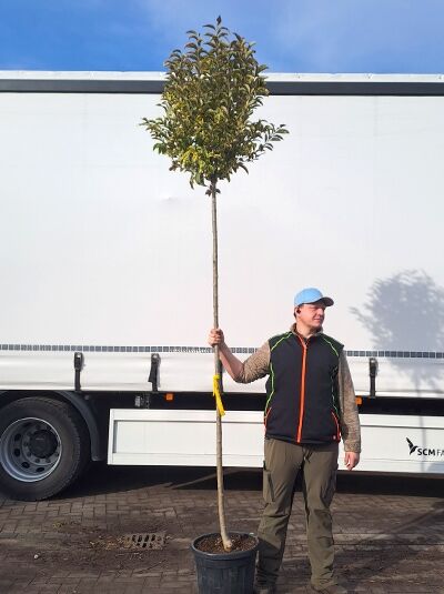 Glanz-Liguster &#039;Excelsum Superbum&#039; / Ligustrum lucidum &#039;Excelsum Superbum&#039;