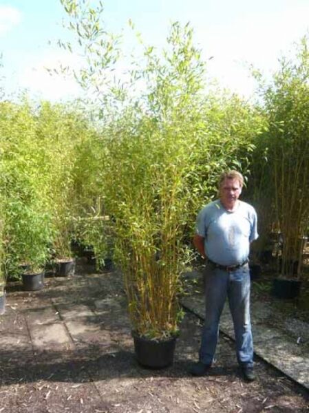 Goldener Peking Bambus 250-300 (C35) Phyllostachys aureosulcata 'Aureocaulis'