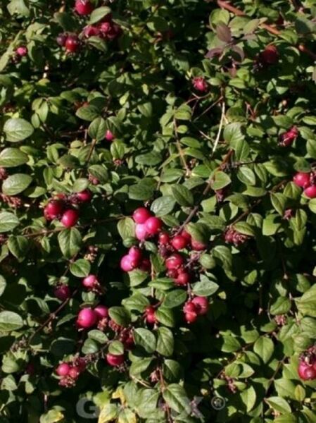 Niedrige Purpurbeere 'Hancock' / Symphoricarpos chenaultii 'Hancock'