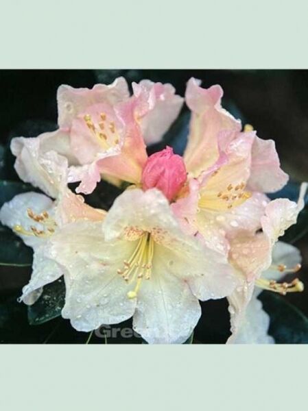Rhododendron Hybride 'Breslau' / Rhododendron 'Breslau'
