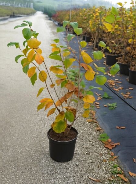 Zaubernuss 'Orange Beauty' (Hamamelis intermedia) 60–80 cm C7, Topfstrauch mit grün-gelblichen Herbstblättern