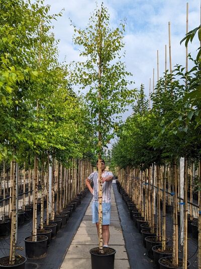 Betula ermanii (Gold-Birke/Ermans-Birke) Hochstamm 12-14 StU im Container, schlanker Stamm mit grünen Blättern.
