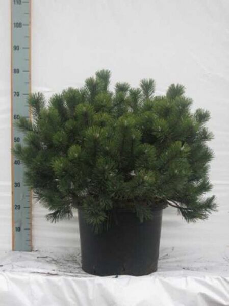 Pinus mugo mughus / Krummholz-Kiefer